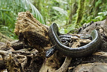 Large-scaled Black Tree Snake (Chironius grandisquamis) tongue-flicking, western slope of the Andes Cloud Forest, Mindo, Ecuador