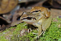Fitzinger's Robber Frog (Craugastor fitzingeri) pair in amplexus, western slope of the Andes Cloud Forest, Mindo, Ecuador