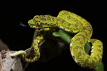 Eyelash Viper (Bothriechis schlegelii) showing caudal luring behavior, western slope of the Andes Cloud Forest, Mindo, Ecuador