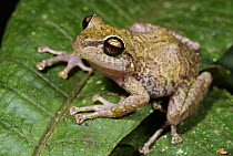 Fitzinger's Robber Frog (Craugastor fitzingeri), western slope of the Andes Cloud Forest, Mindo, Ecuador