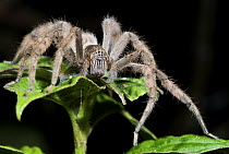 Spider (Ctenidae) on a plant at night, western slope of the Andes Cloud Forest, Mindo, Ecuador