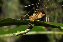 Harvestman (Opiliones) preying on caterpillar, western slope of the Andes Cloud Forest, Mindo, Ecuador