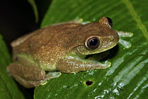 Tree Frog (Hyla sp), western slope of the Andes Cloud Forest, Mindo, Ecuador