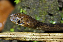 Cat-eyed Snake (Leptodeira annulata), western slope of the Andes Cloud Forest, Mindo, Ecuador