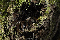 Tarantula (Theraphosidae) emerging from tree hole, western slope of the Andes Cloud Forest, Mindo, Ecuador