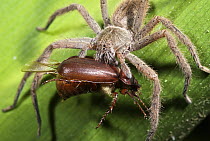 Spider (Ctenidae) with freshly captured beetle, western slope of the Andes Cloud Forest, Mindo, Ecuador