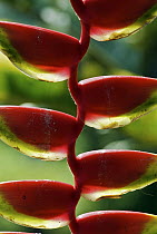 Hanging Heliconia (Heliconia rostrata), western slope of the Andes Cloud Forest, Mindo, Ecuador