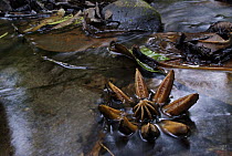 Attorney (Clusia sp) fruit capsule in a forest stream, western slope of the Andes Cloud Forest, Mindo, Ecuador