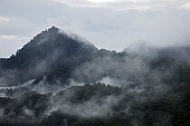 Mist over cloud forest at dawn, Mindo, Ecuador