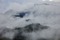 Mist over cloud forest at dawn, Mindo, Ecuador
