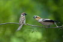 Hawfinch (Coccothraustes coccothraustes) and Eurasian Tree Sparrow (Passer montanus) quarreling, Lower Saxony, Germany