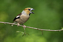 Hawfinch (Coccothraustes coccothraustes) calling, Lower Saxony, Germany