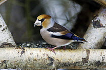 Hawfinch (Coccothraustes coccothraustes) foraging on feeding table, Lower Saxony, Germany