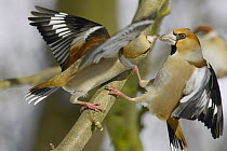 Hawfinch (Coccothraustes coccothraustes) pair quarreling, Lower Saxony, Germany