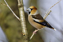 Hawfinch (Coccothraustes coccothraustes), Lower Saxony, Germany