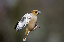 Hawfinch (Coccothraustes coccothraustes) flying, Lower Saxony, Germany
