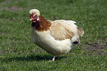 Domestic Chicken (Gallus domesticus) hen, Bavaria, Germany