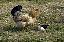 Domestic Chicken (Gallus domesticus) hen foraging with chicks, Texel, Netherlands
