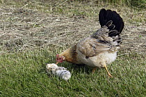 Domestic Chicken (Gallus domesticus) hen foraging with chicks, Texel, Netherlands