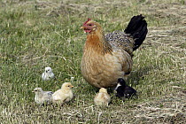 Domestic Chicken (Gallus domesticus) hen with chicks, Texel, Netherlands