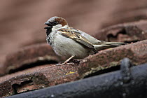 House Sparrow (Passer domesticus) male singing on the roof of a house, Northumberland, United Kingdom