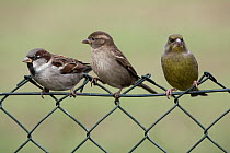 House Sparrow (Passer domesticus) male and female on garden fence next to a European Greenfinch (Chloris chloris), Lower Saxony, Germany