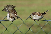 House Sparrow (Passer domesticus) males fighting on a garden fence, Lower Saxony, Germany
