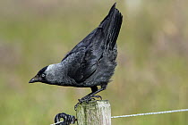 Eurasian Jackdaw (Corvus monedula) on fence post, Texel, Netherlands