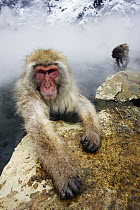 Japanese Macaque (Macaca fuscata) soaking in a hot spring, Jigokudani, Japan