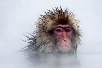 Japanese Macaque (Macaca fuscata) soaking in a hot spring, Jigokudani, Japan