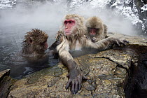 Japanese Macaque (Macaca fuscata) group grooming in hot spring, Jigokudani, Japan