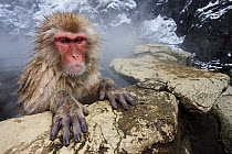 Japanese Macaque (Macaca fuscata) in hot spring, Jigokudani, Japan