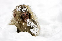 Japanese Macaque (Macaca fuscata) young in snow, Jigokudani, Japan