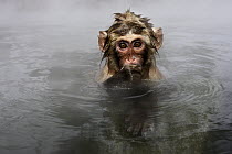 Japanese Macaque (Macaca fuscata) young soaking in hot spring, Jigokudani, Japan