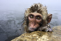 Japanese Macaque (Macaca fuscata) young in hot spring, Jigokudani, Japan