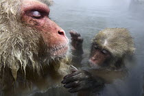 Japanese Macaque (Macaca fuscata) adult and young in hot spring, Jigokudani, Japan