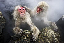 Japanese Macaque (Macaca fuscata) pair grooming in hot spring, Jigokudani, Japan