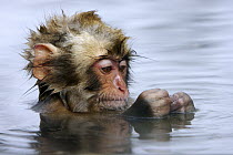 Japanese Macaque (Macaca fuscata) baby soaking in hot spring, Jigokudani, Japan