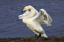 Whooper Swan (Cygnus cygnus) flapping its wings, Sweden