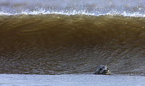 Grey Seal (Halichoerus grypus) in surf, Donna Nook, Lincolnshire, United Kingdom