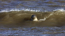 Grey Seal (Halichoerus grypus) in surf, Donna Nook, Lincolnshire, United Kingdom