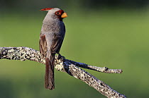 Pyrrhuloxia (Cardinalis sinuatus), George West, Texas