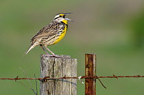 Eastern Meadowlark (Sturnella magna) calling from fence post, George West, Texas