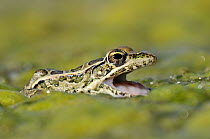 Southern Leopard Frog (Rana sphenocephala), George West, Texas