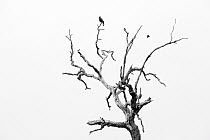 Harris' Hawk (Parabuteo unicinctus) in tree, George West, Texas