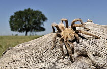 Texas Brown Tarantula (Aphonopelma hentzi), George West, Texas