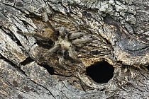 Texas Brown Tarantula (Aphonopelma hentzi) near burrow, George West, Texas