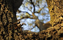 Texas Brown Tarantula (Aphonopelma hentzi) on tree trunk, George West, Texas