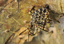 Common Paper Wasp (Polistes exclamans) group building nest, Texas