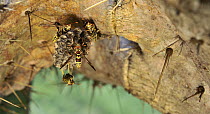 Common Paper Wasp (Polistes exclamans) group building nest on a cactus, Texas